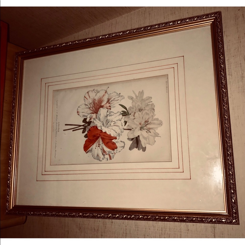 Antique Hand Colored Botanical Print Azaleas - Picture 4 of 15